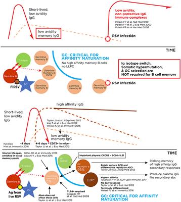 Prevention of Pediatric Respiratory Syncytial Virus Lower Respiratory Tract Illness: Perspectives for the Next Decade